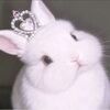 bunnydeals